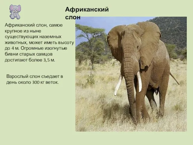 Африканский слон Африканский слон, самое крупное из ныне существующих наземных животных, может