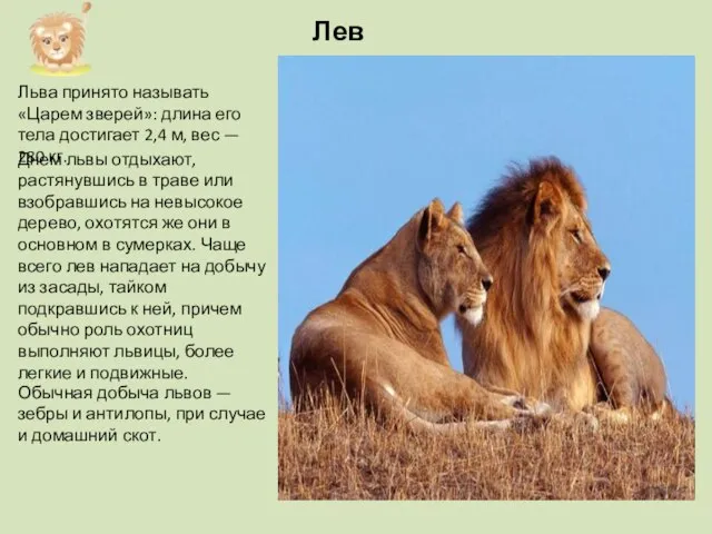 Льва принято называть «Царем зверей»: длина его тела достигает 2,4 м, вес