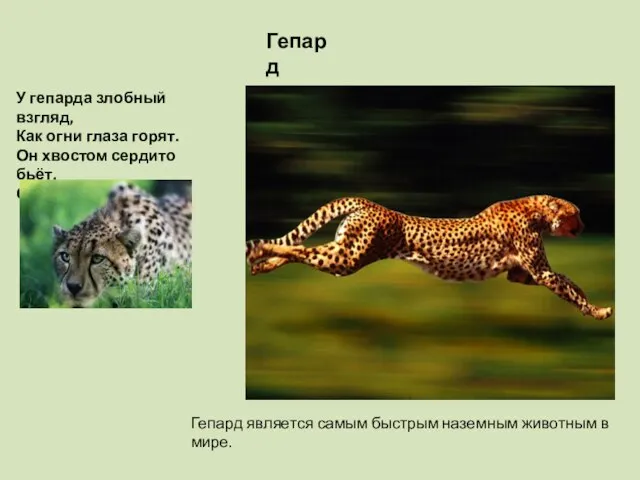 Гепард является самым быстрым наземным животным в мире. Гепард У гепарда злобный
