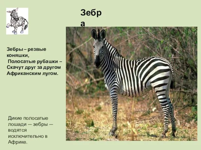 Дикие полосатые лошади — зебры — водятся исключительно в Африке. Зебра Зебры