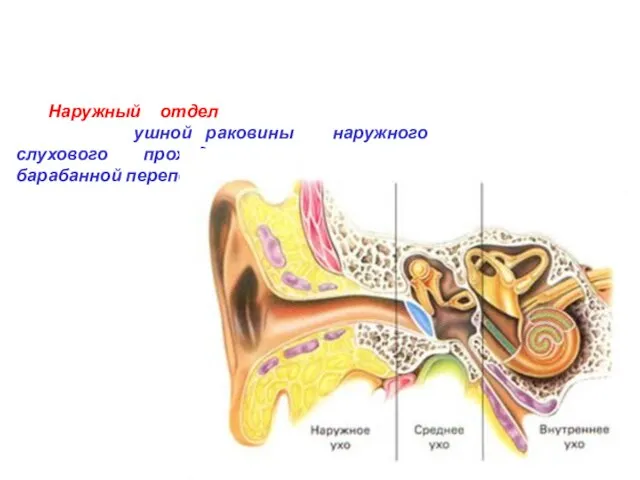 Слуховой аппарат состоит из трех отделов: наружного, среднего и внутреннего. Наружный отдел