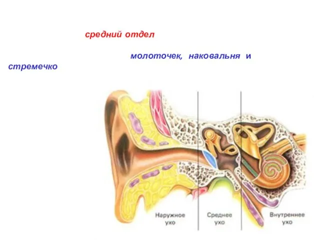 Дальше идет средний отдел, в котором находятся три маленькие слуховые косточки, соединенные