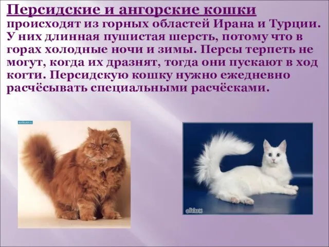 Персидские и ангорские кошки происходят из горных областей Ирана и Турции. У