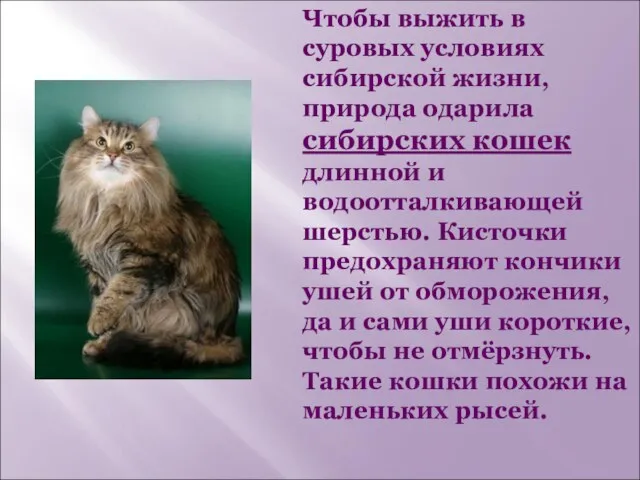 Чтобы выжить в суровых условиях сибирской жизни, природа одарила сибирских кошек длинной