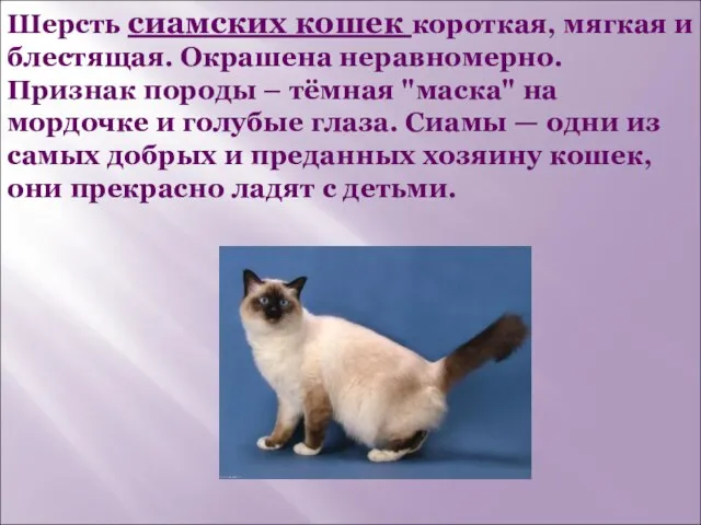 Шерсть сиамских кошек короткая, мягкая и блестящая. Окрашена неравномерно. Признак породы –