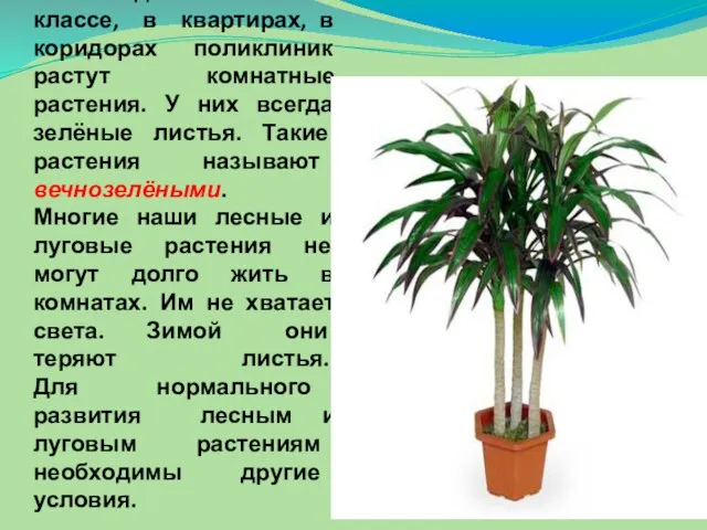 На подоконниках в классе, в квартирах, в коридорах поликлиник растут комнатные растения.