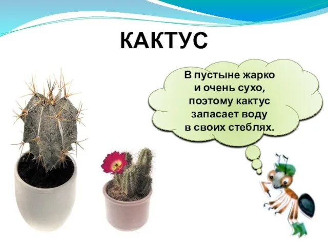 В пустыне жарко и очень сухо, поэтому кактус запасает воду в своих стеблях. КАКТУС