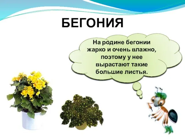 На родине бегонии жарко и очень влажно, поэтому у нее вырастают такие большие листья. БЕГОНИЯ