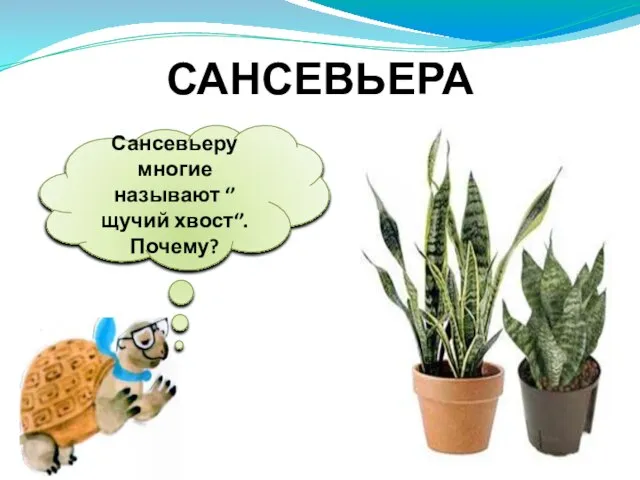 Сансевьеру многие называют ‘’ щучий хвост‘’. Почему? САНСЕВЬЕРА