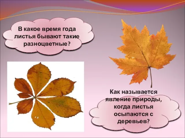 В какое время года листья бывают такие разноцветные? Как называется явление природы,