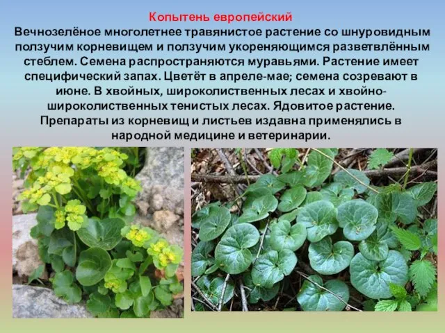 Копытень европейский Вечнозелёное многолетнее травянистое растение со шнуровидным ползучим корневищем и ползучим