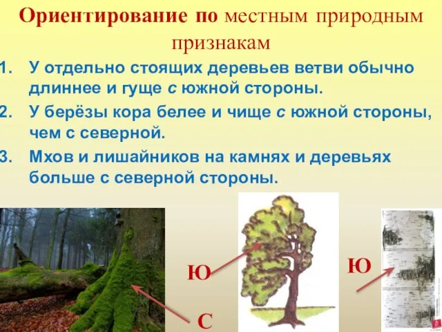Ориентирование по местным природным признакам У отдельно стоящих деревьев ветви обычно длиннее