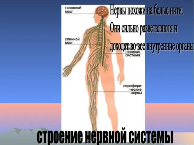 строение нервной системы Нервы похожи на белые нити. Они сильно разветвляютя и