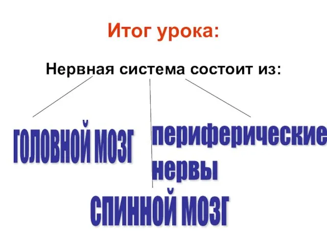 Итог урока: Нервная система состоит из: головной мозг спинной мозг периферические нервы