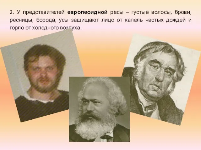 2. У представителей европеоидной расы – густые волосы, брови, ресницы, борода, усы