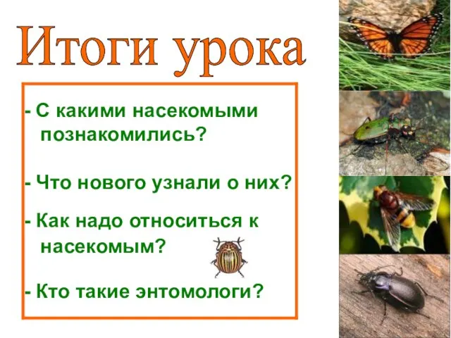 - С какими насекомыми познакомились? - Что нового узнали о них? -