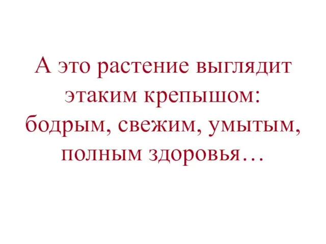 А это растение выглядит этаким крепышом: бодрым, свежим, умытым, полным здоровья…