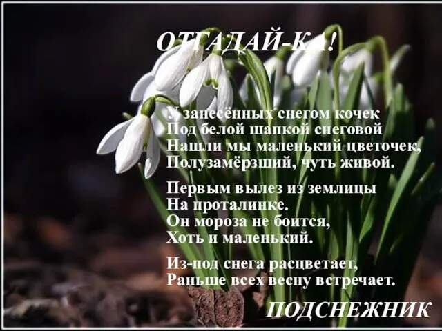 ОТГАДАЙ-КА! У занесённых снегом кочек Под белой шапкой снеговой Нашли мы маленький