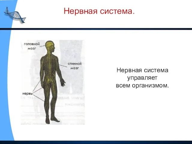 Нервная система. Нервная система управляет всем организмом.