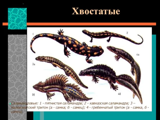 Хвостатые Саламандровые: 1 - пятнистая саламандра; 2 - кавказская саламандра; 3 –