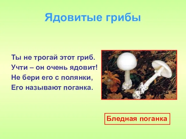 Ядовитые грибы Ты не трогай этот гриб. Учти – он очень ядовит!