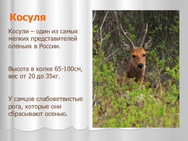 Косуля Косули – один из самых мелких представителей оленьих в России. Высота