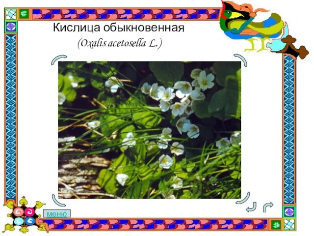 Кислица обыкновенная (Oxalis acetosella L.) меню