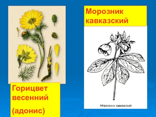 Горицвет весенний (адонис) Морозник кавказский