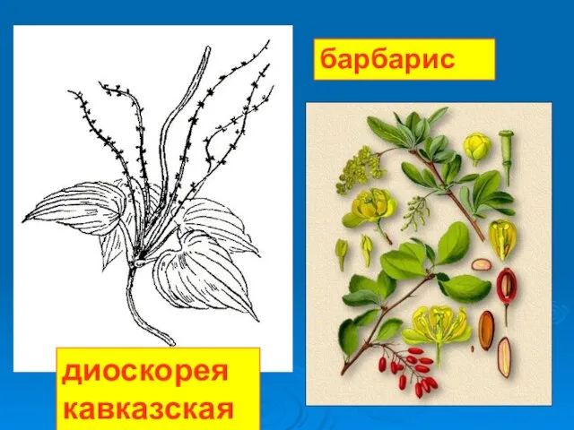 диоскорея кавказская барбарис