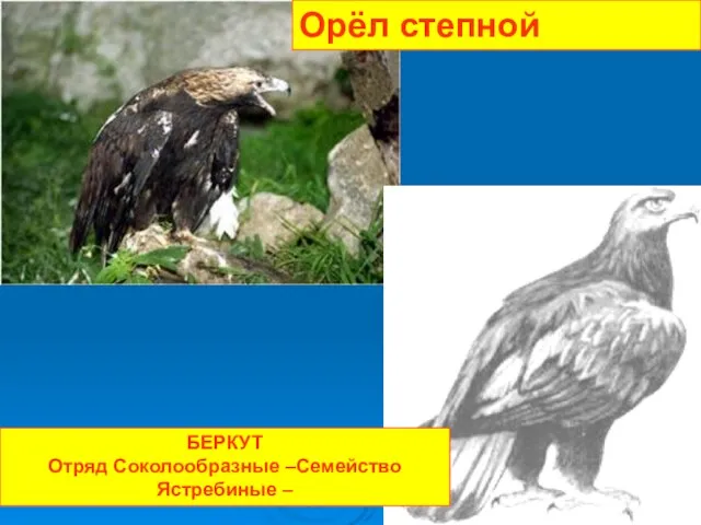 Орёл степной БЕРКУТ Отряд Соколообразные –Семейство Ястребиные –