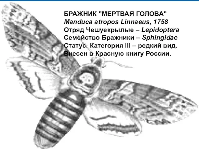 БРАЖНИК "МЕРТВАЯ ГОЛОВА" Manduca atropos Linnaeus, 1758 Отряд Чешуекрылые – Lepidoptera Семейство