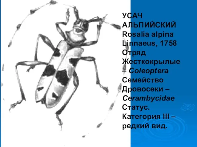 УСАЧ АЛЬПИЙСКИЙ Rosalia alpina Linnaeus, 1758 Отряд Жесткокрылые – Coleoptera Семейство Дровосеки