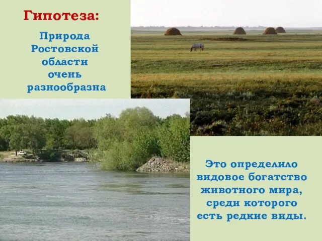 Природа Ростовской области очень разнообразна Это определило видовое богатство животного мира, среди