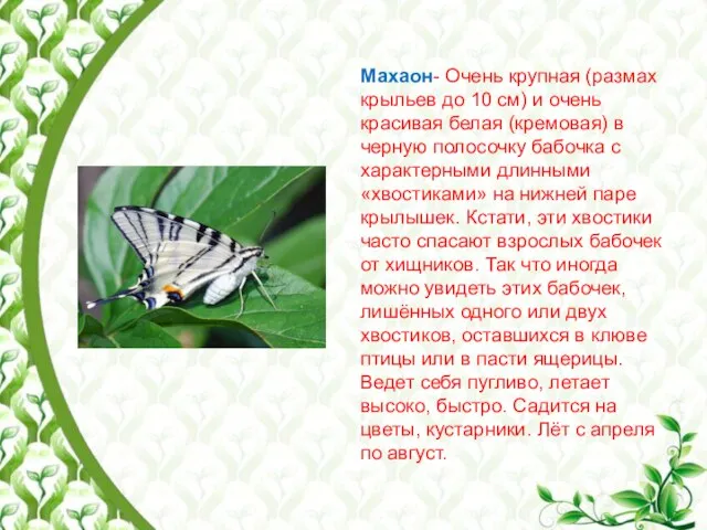 Махаон- Очень крупная (размах крыльев до 10 см) и очень красивая белая