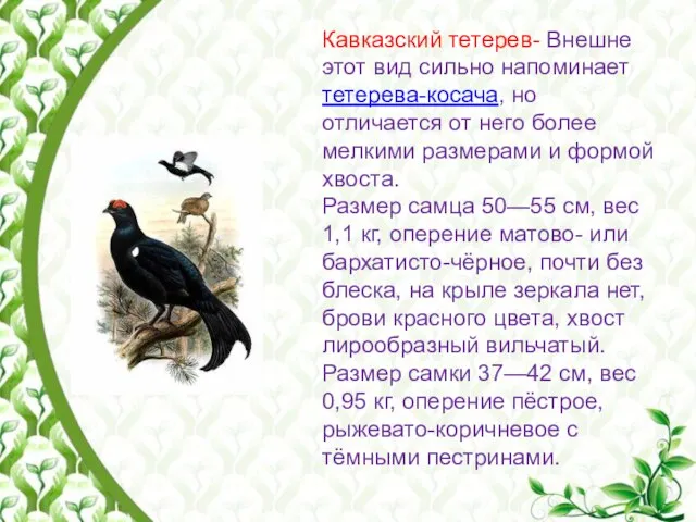 Кавказский тетерев- Внешне этот вид сильно напоминает тетерева-косача, но отличается от него