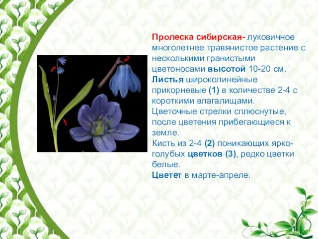 Пролеска сибирская- луковичное многолетнее травянистое растение с несколькими гранистыми цветоносами высотой 10-20