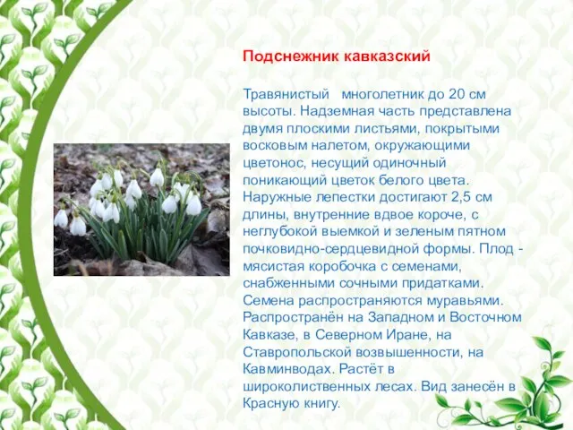Подснежник кавказский Травянистый многолетник до 20 см высоты. Надземная часть представлена двумя