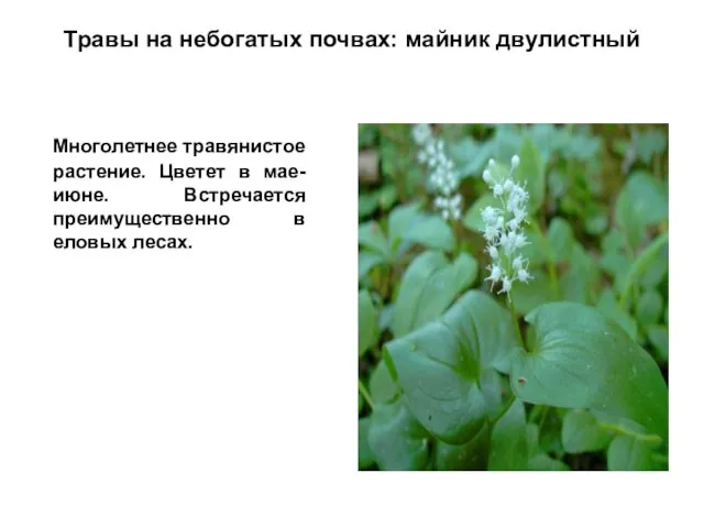 Травы на небогатых почвах: майник двулистный Многолетнее травянистое растение. Цветет в мае-июне.