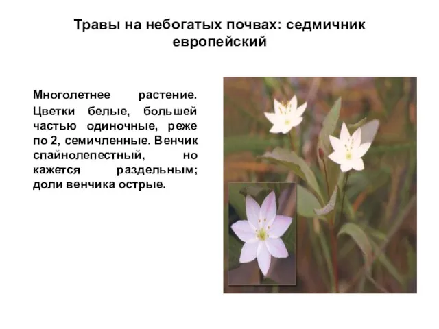Травы на небогатых почвах: седмичник европейский Многолетнее растение. Цветки белые, большей частью