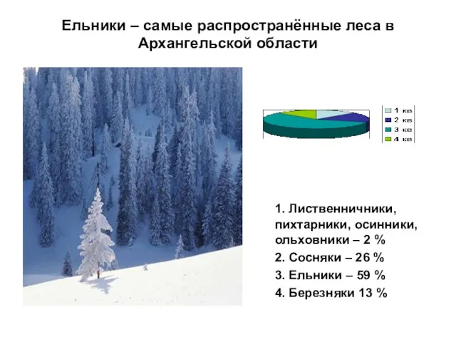 Ельники – самые распространённые леса в Архангельской области 1. Лиственничники, пихтарники, осинники,