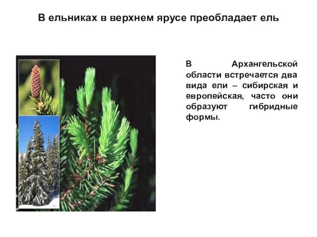 В ельниках в верхнем ярусе преобладает ель В Архангельской области встречается два