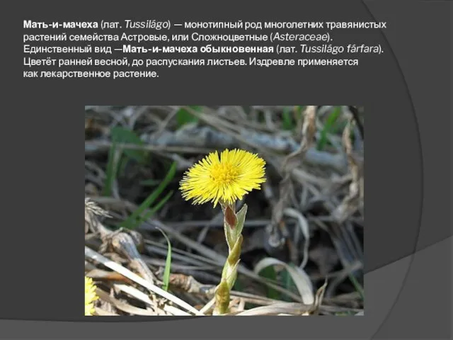 Мать-и-мачеха (лат. Tussilágo) — монотипный род многолетних травянистых растений семейства Астровые, или