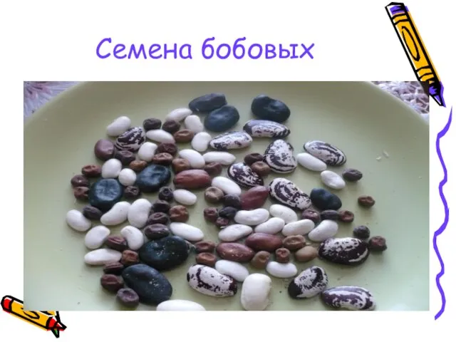 Семена бобовых