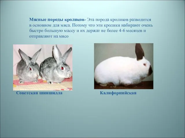 Мясные породы кроликов- Эта порода кроликов разводится в основном для мяса. Потому
