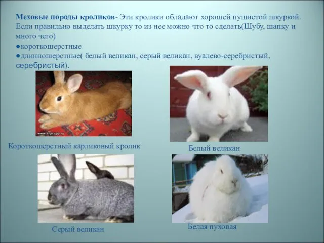Меховые породы кроликов- Эти кролики обладают хорошей пушистой шкуркой. Если правильно выделать