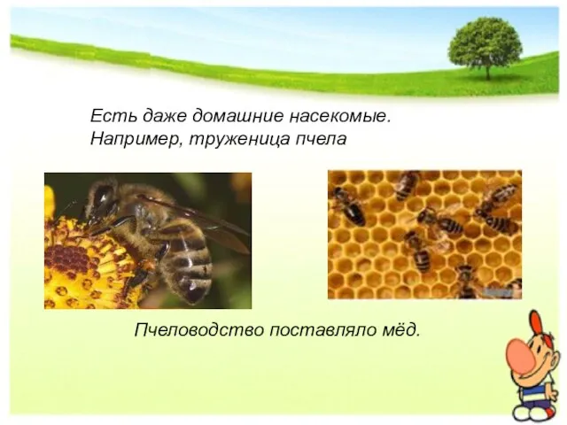 Пчеловодство поставляло мёд. Есть даже домашние насекомые. Например, труженица пчела