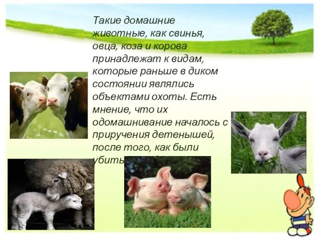 Такие домашние животные, как свинья, овца, коза и корова принадлежат к видам,