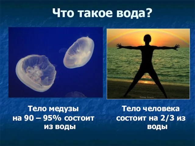 Что такое вода? Тело медузы на 90 – 95% состоит из воды