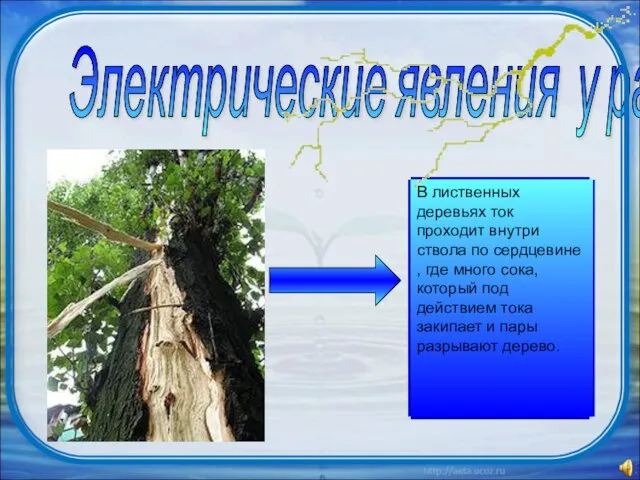 Электрические явления у растений В лиственных деревьях ток проходит внутри ствола по