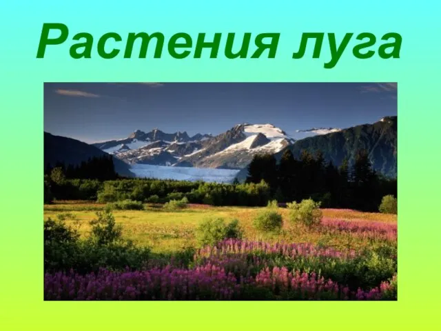 Растения луга